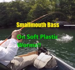 Smallmouth Bass caught with the Yamamoto plastic worm